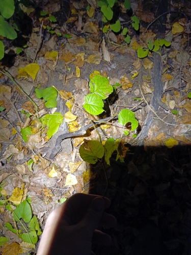 Little-leaf Linden