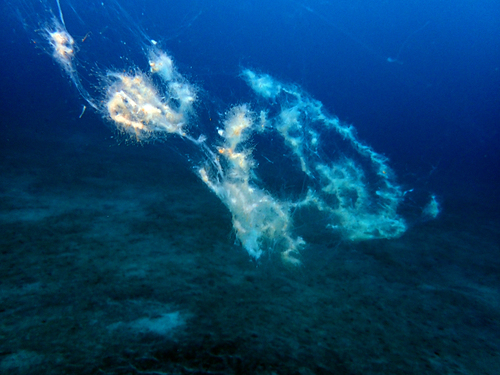 barbed wire jelly