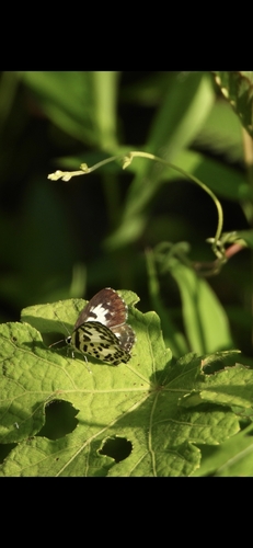 Common Pierrot