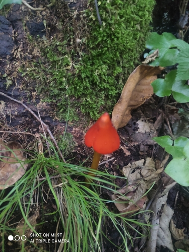 Witch's Hat