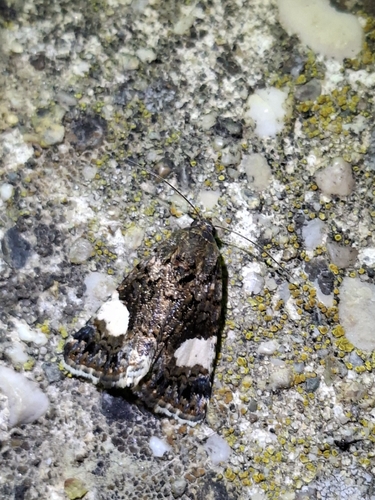 Four-spotted Moth
