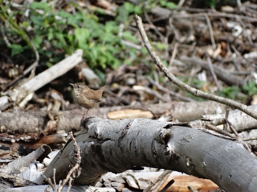 Eurasian Wren
