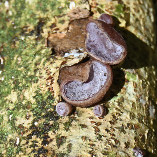 Auricularia, 2026-09-18