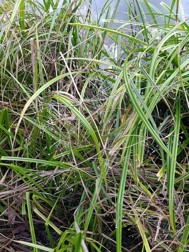 Scirpus sylvaticus, photograph 1