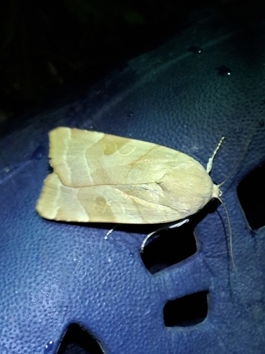 Broad-bordered Yellow Underwing