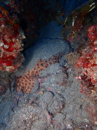 Marbled Torpedo