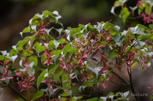 Stachybou Maple (Acer stachyophyllum)