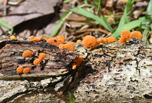 Calocera, 2026-09-18
