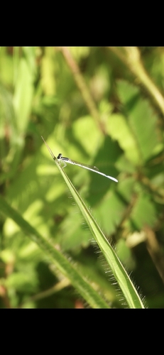 White dartlet