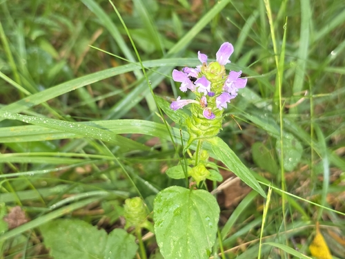 common selfheal