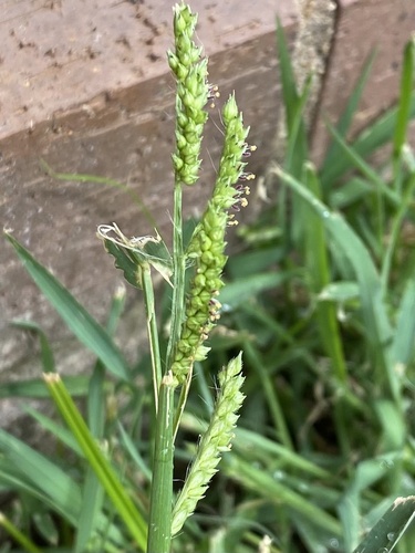 barnyardgrass
