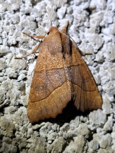 Centre-barred Sallow