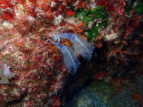 Bluestriped light bulb tunicate