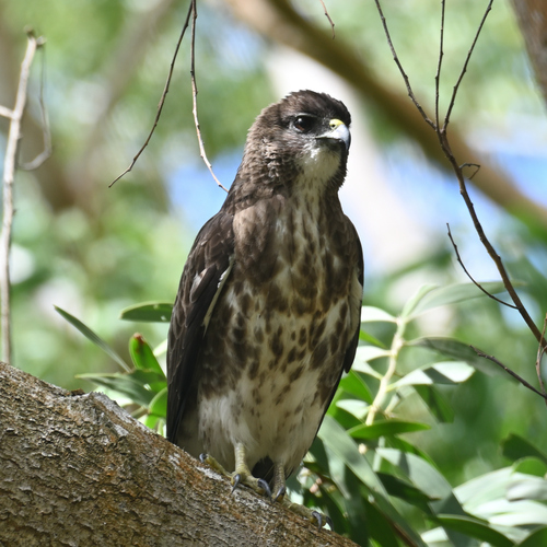 Buteo solitarius observed 2026-09-18