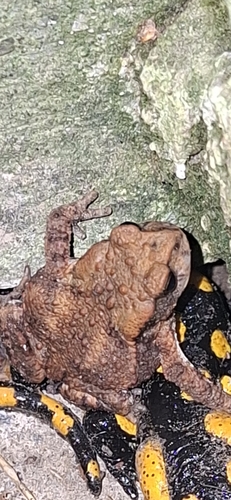 European Toad