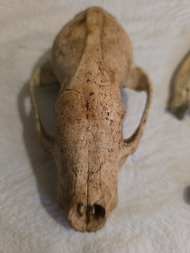 European Badger