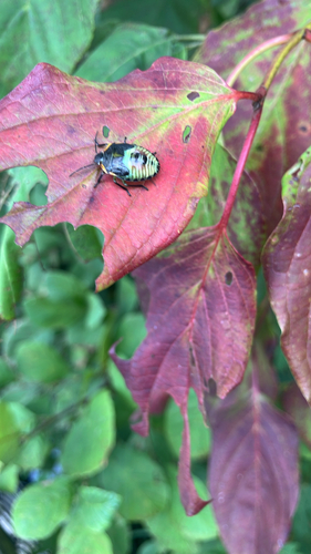 Green Stink Bug