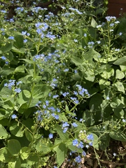 Brunnera