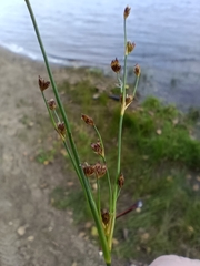 Juncus alpinoarticulatus