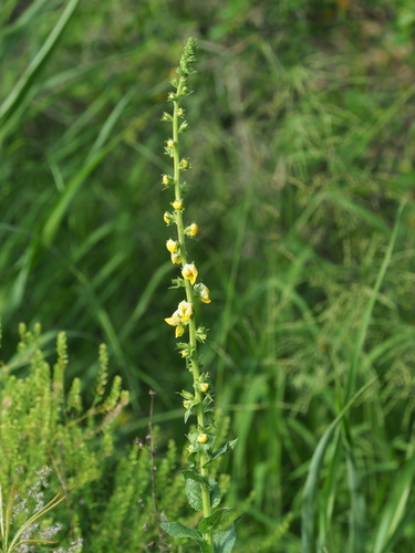 Verbascum virgatum, photograph 4