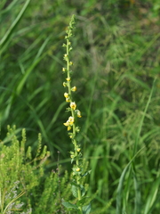 (c) gwynmwilliams, some rights reserved (CC BY) Verbascum virgatum, photograph (c) gwynmwilliams, some rights reserved (CC BY)