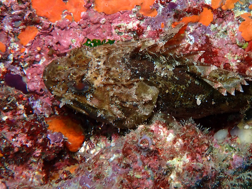 Black Scorpionfish