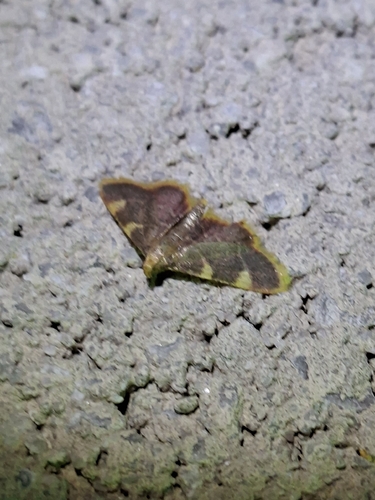 Clover Hayworm Moth