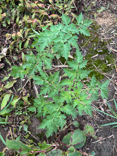 tomato