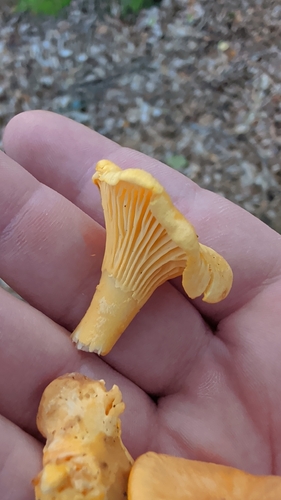 Golden Chanterelle