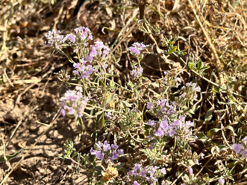 Ziziphora clinopodioides observed 2026-09-14