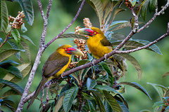 Pteroglossus bailloni