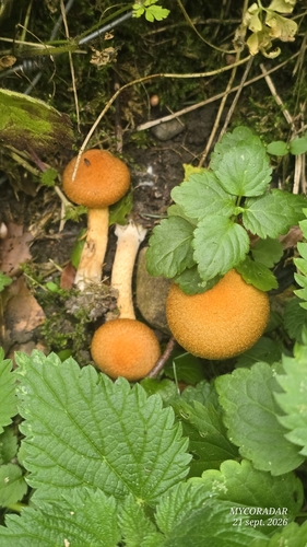 Lacrymaria pyrotricha