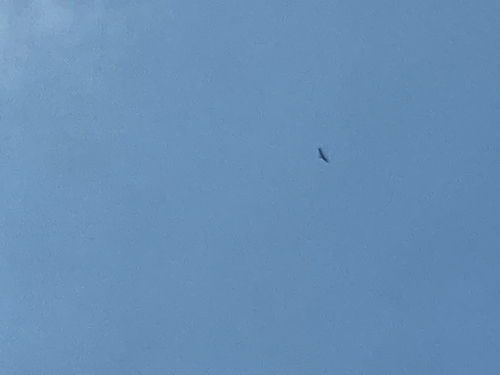 Turkey Vulture