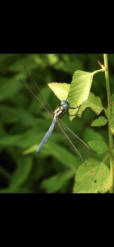 Slender Blue Skimmer