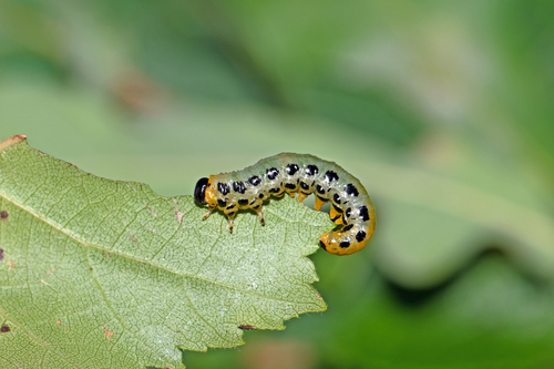 Hazel Sawfly