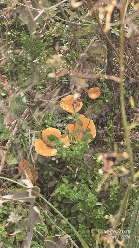 False Chanterelle