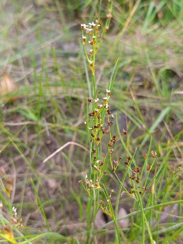 Juncus alpinoarticulatus, photograph 3