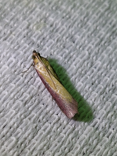 Rosy-striped Knot-horn
