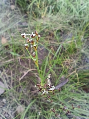 (c) Natalia Kazakova, some rights reserved (CC BY) Juncus alpinoarticulatus, photograph (c) Natalia Kazakova, some rights reserved (CC BY)