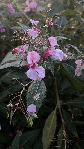Himalayan balsam