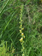 Verbascum virgatum