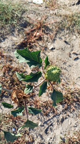 jimsonweed
