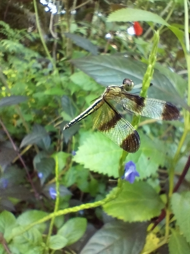 Pied Paddy Skimmer
