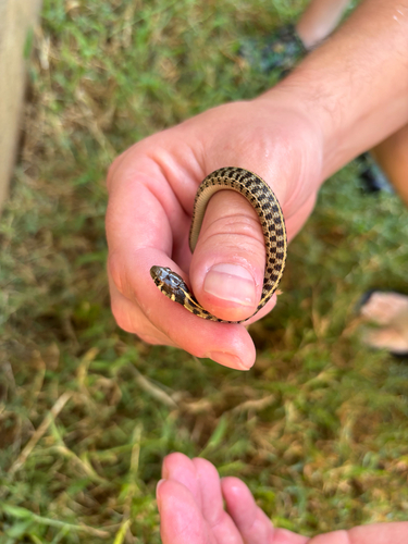 Checkered Garter Snake
