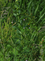 (c) gwynmwilliams, some rights reserved (CC BY) Verbascum virgatum, photograph (c) gwynmwilliams, some rights reserved (CC BY)
