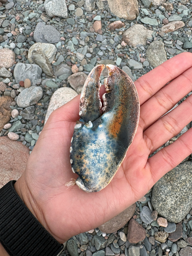 American Lobster