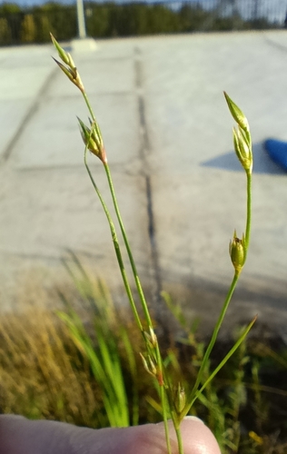 Juncus bufonius, photograph 5