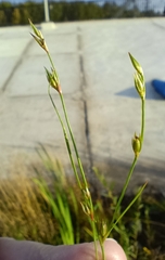 Juncus bufonius, photograph (c) Natalia Kazakova, some rights reserved (CC BY)