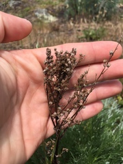 Artemisia campestris pacifica