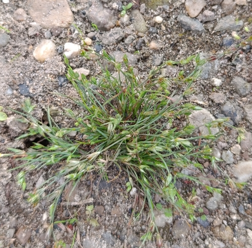 Juncus bufonius, photograph 6